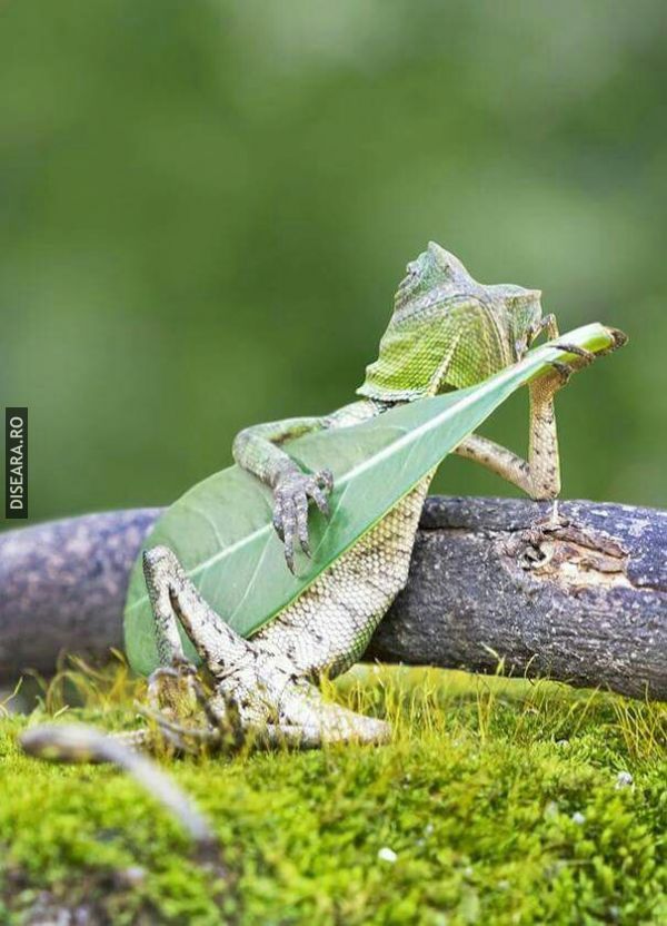 Cantaretul