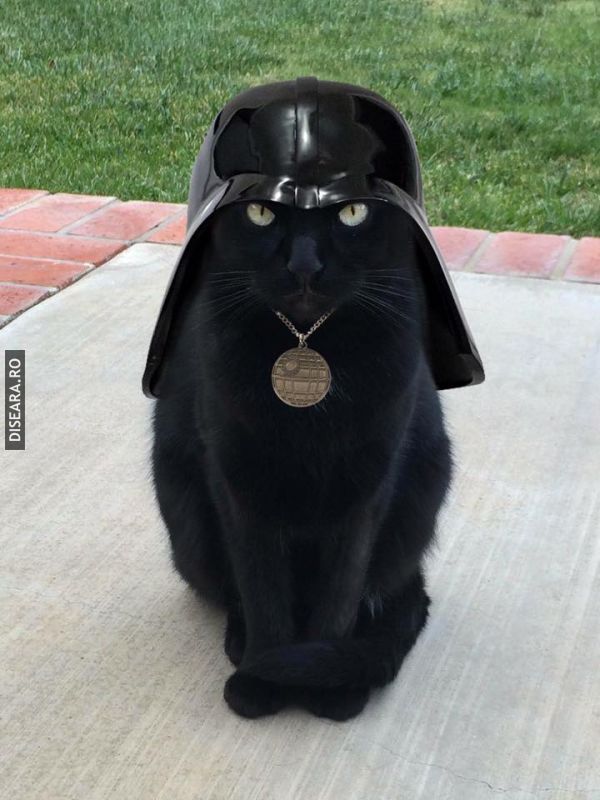 Darth Cat