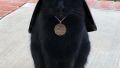 Darth Cat
