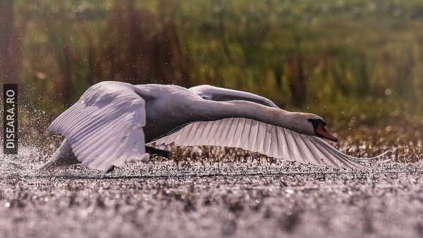 Preparing the take-off