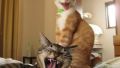 My cats have just seen at TV who is the new prime minister