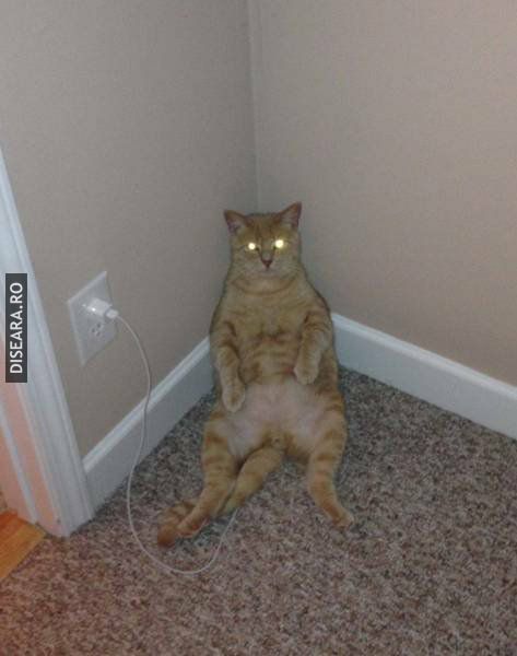 iCat