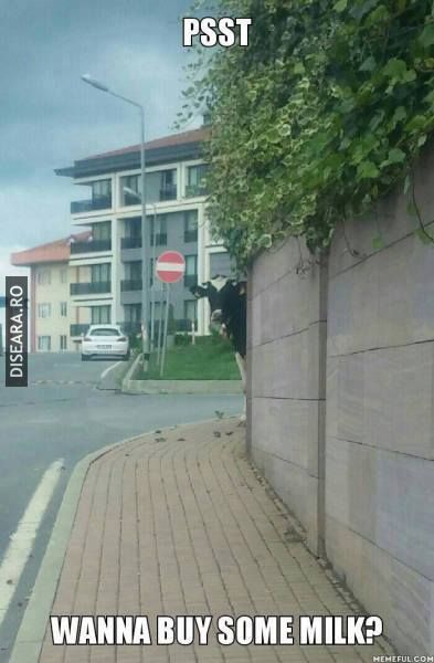 Evaziune la orice colț de stradă