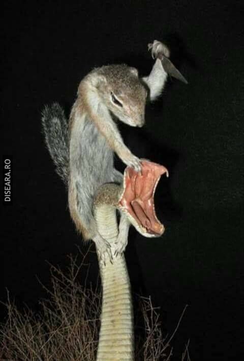 The squirrel from the special forces