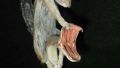 The squirrel from the special forces
