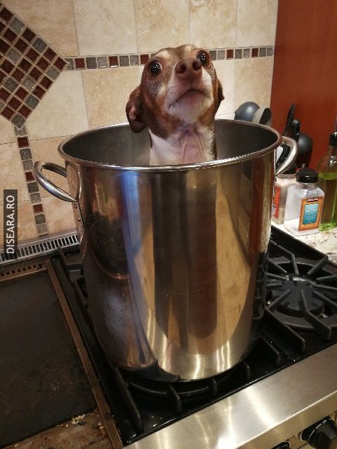 Today we are cooking chinese food