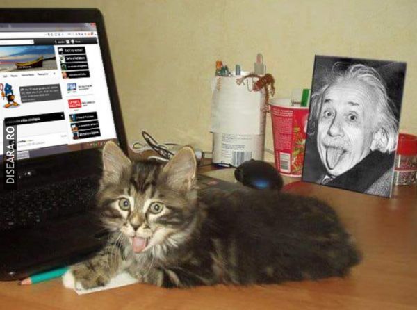 When your cat is a genius