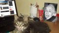 When your cat is a genius