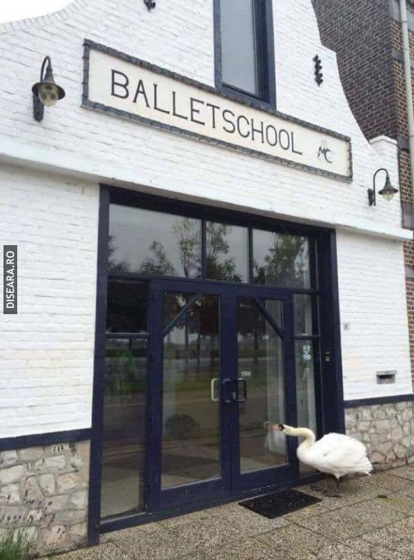 Auditions for... Swan Lake?