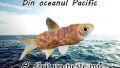..si-a sarit in Atlantic