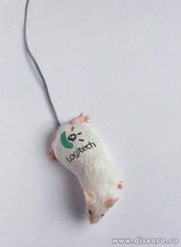 Mouse