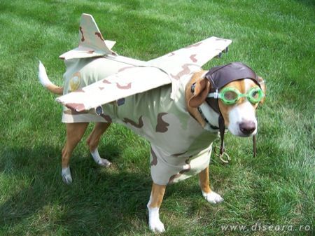 The fifth picture from the "My master is an idiot !" series