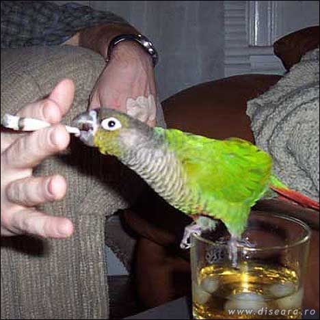 Dont Smoke