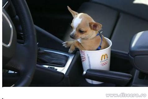 Mc Donald's Dog Holder