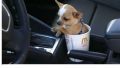 Mc Donald's Dog Holder