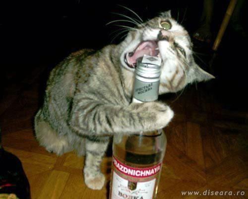 Bottle opener