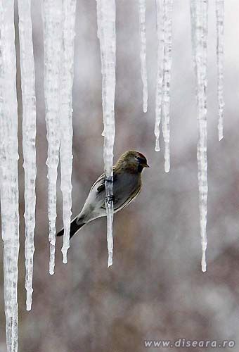 The winter bird