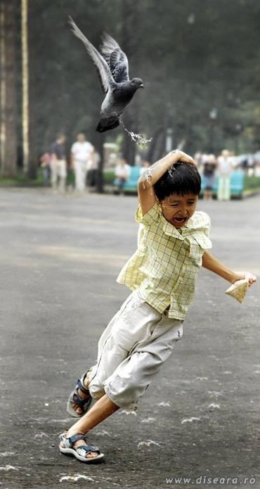 The revenge of pigeon