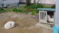 Dog life
