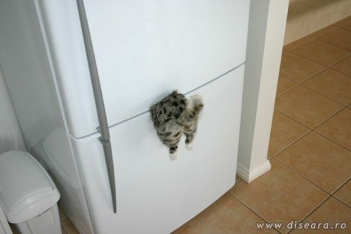 Magnet de frigider!!!
