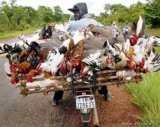 Gone to the market