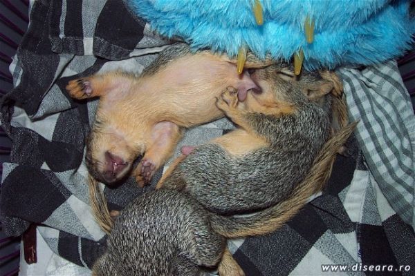 Squirrels