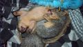Squirrels