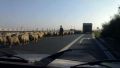 The highway is very crowded today...