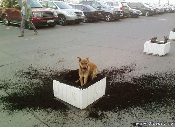 The bone, the dog and...