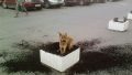 The bone, the dog and...