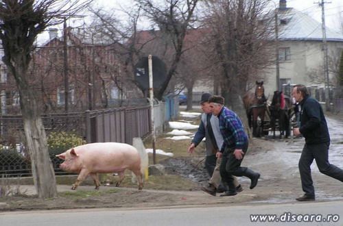 The pig after the visit at the local vet, before Christmas...