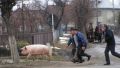 Porcul, dupa "asomarea" facuta de medicul veterinar al comunei, conform instructiunilor sosite de la Bucuresti...