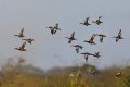duck hunting (medium - hard)