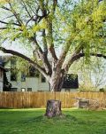 Broken tree