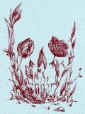 Flowers and...