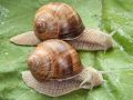 The snails