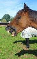 The great optical illusion with the horse from Aliens
