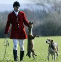 The dog and the fox