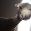 Despre lumea periculoasă a animalelor - Mieii
