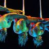 Imagini Cirque du Soleil - Varekai