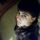 toscke