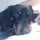 nicolae_guta