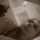stama_diana15